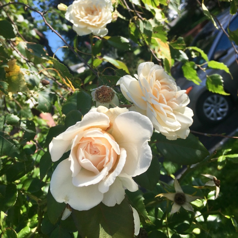 Meet your Posher, Rosa